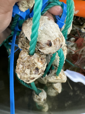 Establishment of Oyster Aquaculture Alliance for One Health: Amplifying the Impact of Hong Kong Oyster Hatchery and Breeding Technology in China